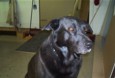 Max is our doorbell