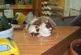 Display Dome