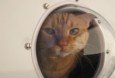 RV pet window